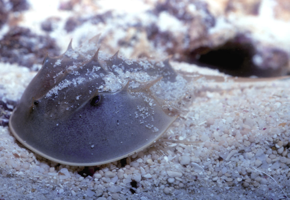 Limulus polyphemus